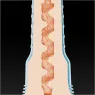 D-245577 FLESHLIGHT FANTASY