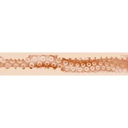 D-242262 FLESHLIGHT FANTASY