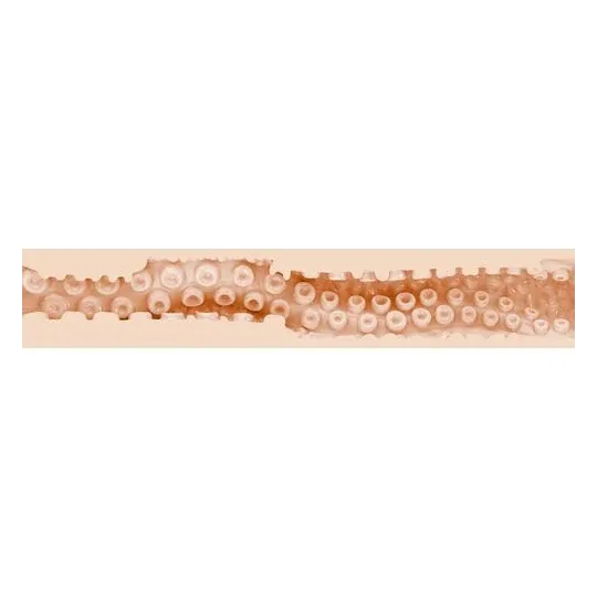 D-242262 FLESHLIGHT FANTASY