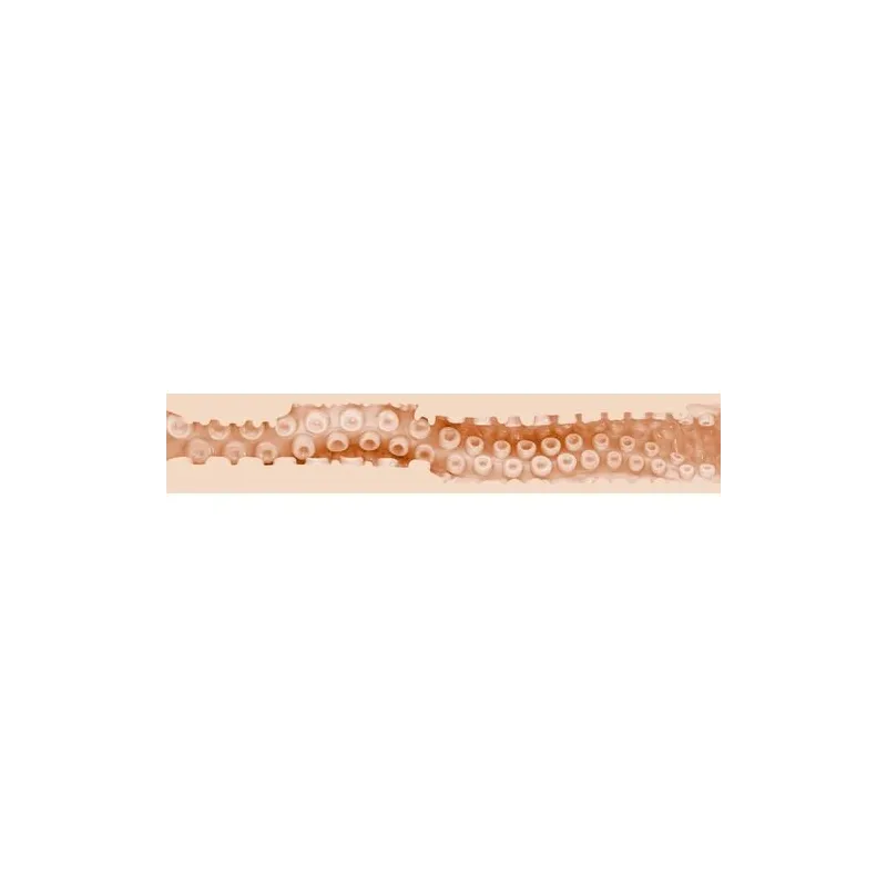 D-242262 FLESHLIGHT FANTASY